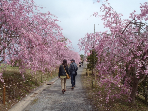 建部はっぽね桜まつりの開催について（2014年4月13日）